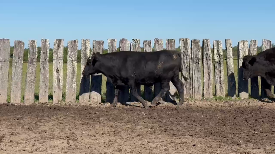 Lote 126 Novillos en Corrientes, Curuzú-Cuatiá