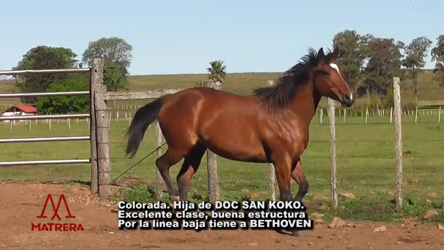 Lote POTRA DE CARRERA COLORADA