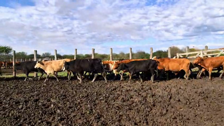 Lote 50 Novillitos y vaquillonas
