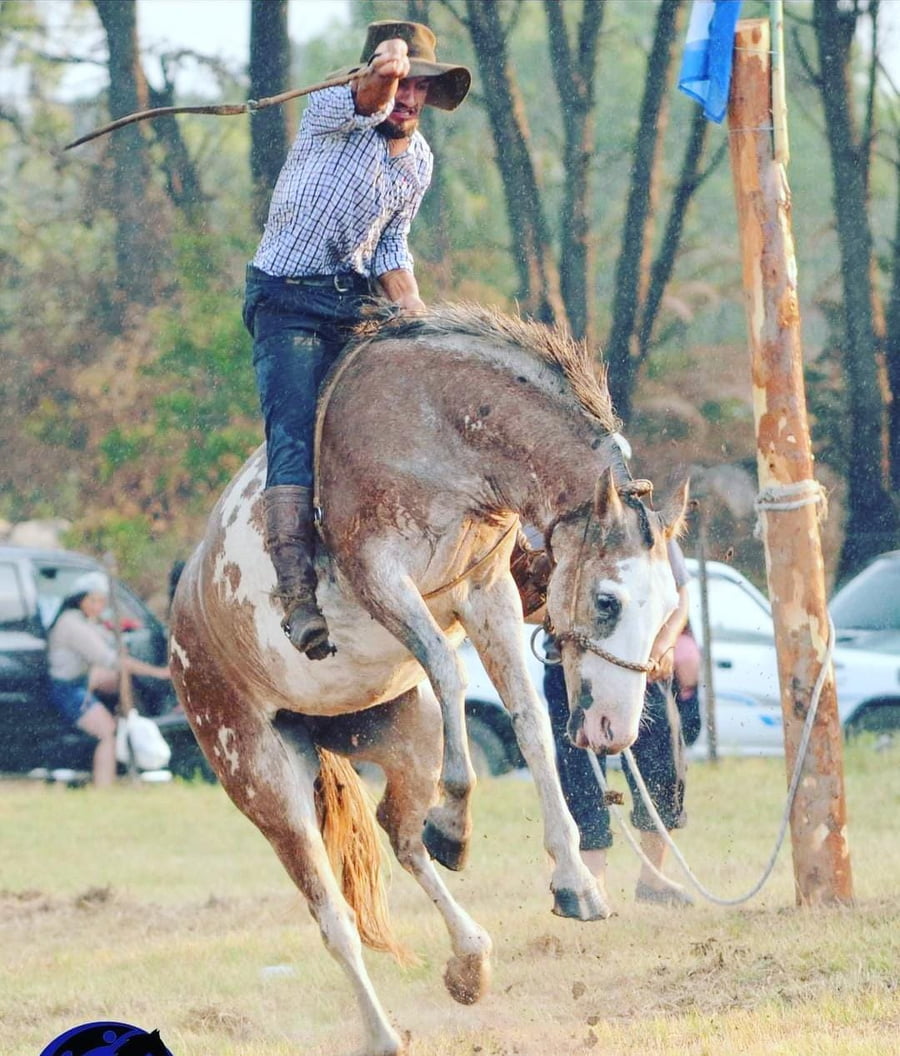 Lote 1 Yegua Gateada