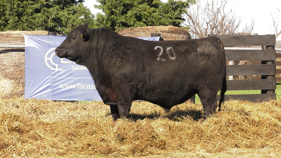 Lote TOROS ANGUS PURO CONTROLADO