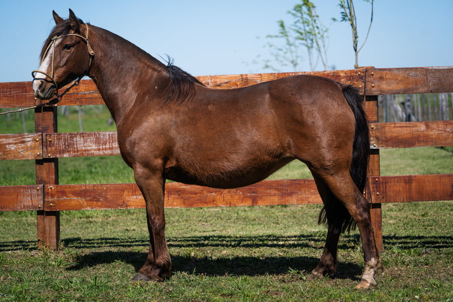 Lote LA COMPARSITA DA GAP SAO PEDRO