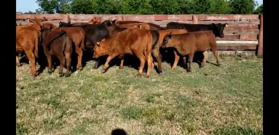 Lote 24 Terneros/as en Villaguay, Entre Ríos