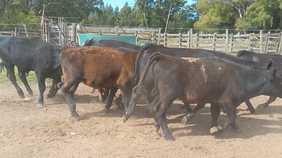Lote 58 Terneros en San Cayetano