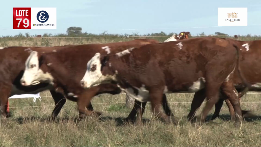 Lote Vacas Braford Generales-S´16/17/18 Parición Octubre/Noviembre 2022