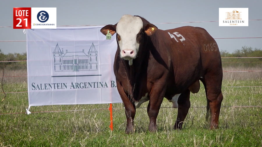 Lote LOTE 21 - TOROS BRAFORD NO. 45