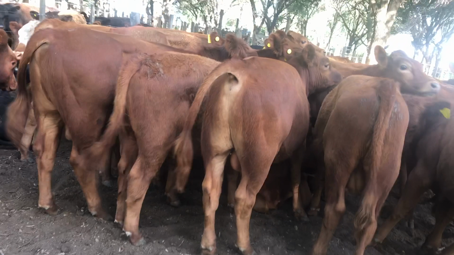 Lote 38 Terneros en Daireaux, Buenos Aires