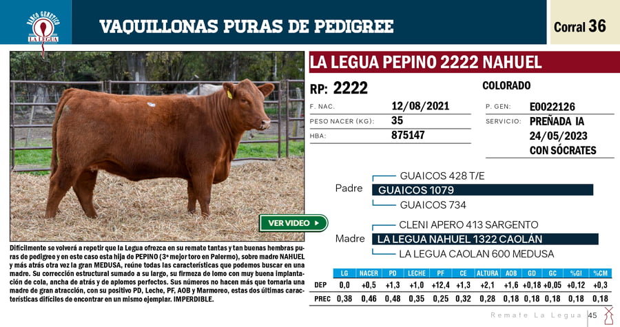 Lote VAQUILLONAS PP REMATE