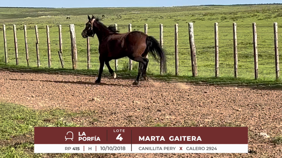 Lote MARTA GAITERA