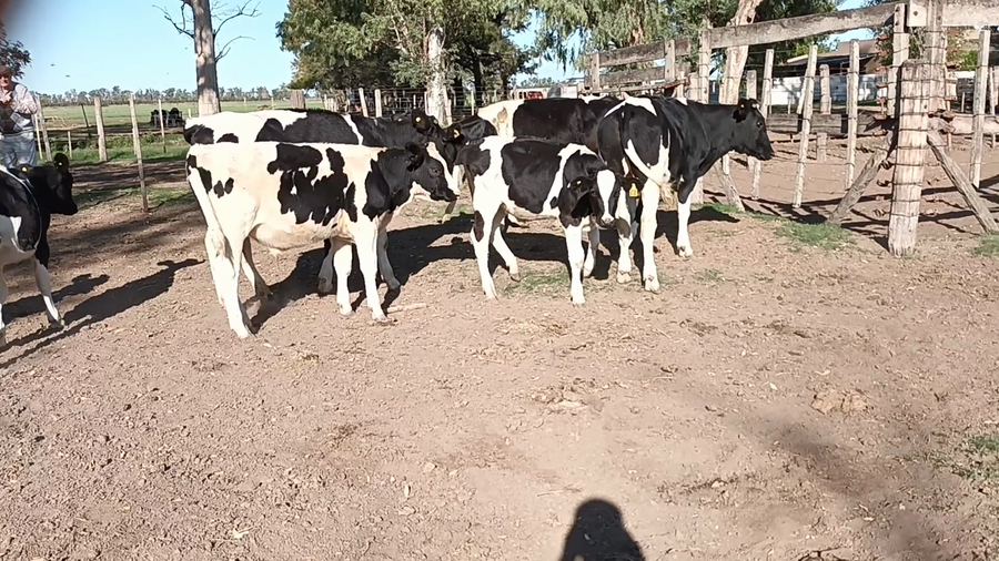 Lote 17 Terneros en Santa Fe, Palacios