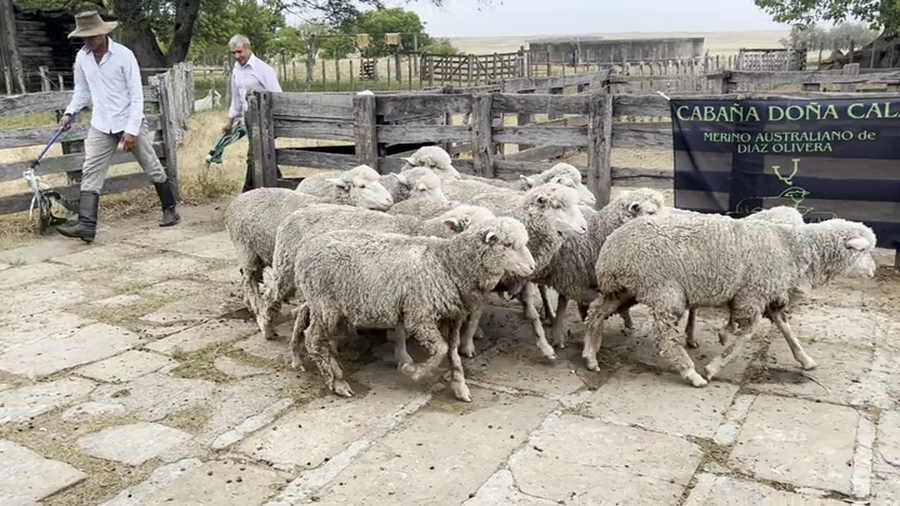 Lote Borregas 2D (MO: No)