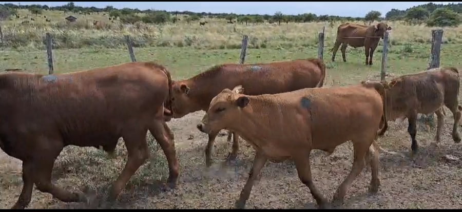 Lote 28 Terneros/as en Corrientes, Curuzú-Cuatiá
