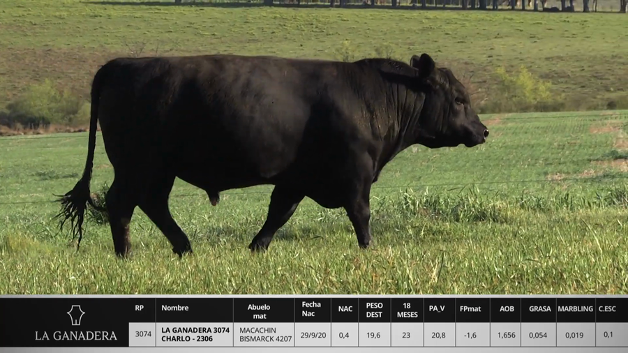 Lote LA GANADERA 3074 CHARLO - 2306
