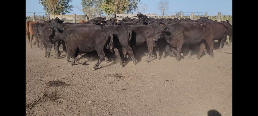 Lote 71 Terneros/as en Villaguay, Entre Ríos