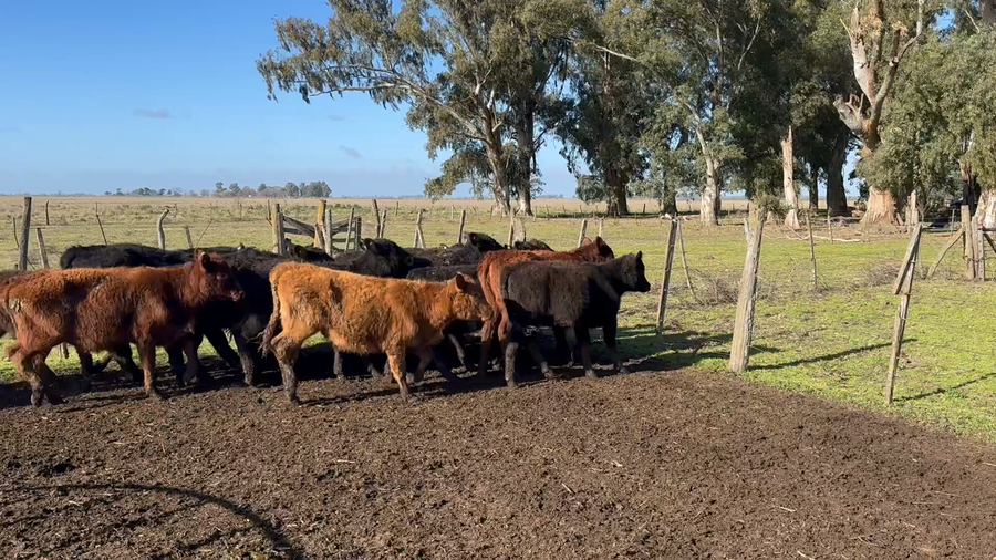 Lote 60 Terneras