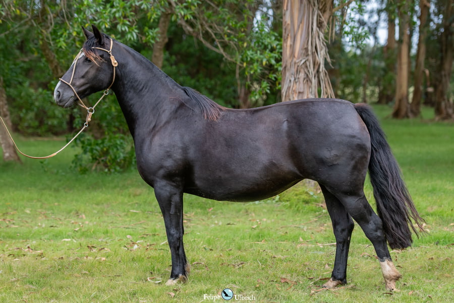 Lote JAGUEL UVA CHINCHE