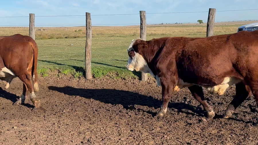 Lote 27 Vacas de invernar