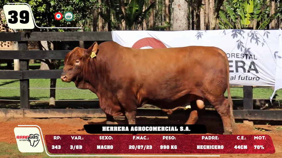 Lote LOTE 39