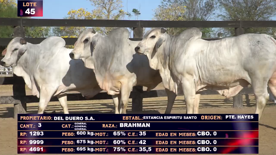 Lote DEL DUERO SA  LOTE 45