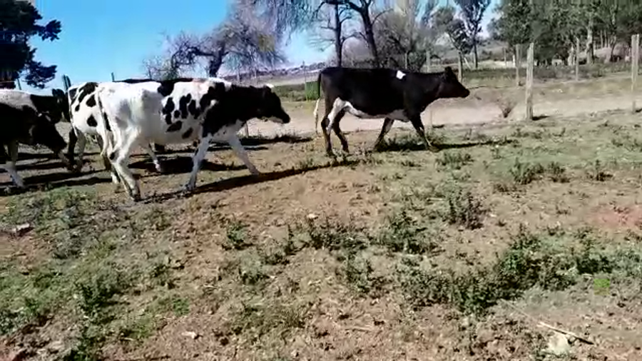 Lote (Vendido)15 Vaquillonas 1 a 2 años HOLANDO a remate en PANTALLA FEDERICO GARLAND 300kg -  en COLONIA SUIZA