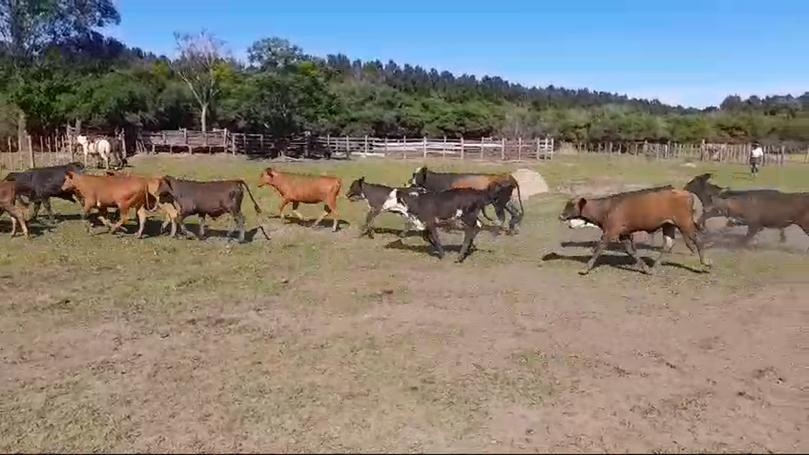 Lote 130 Terneros/as en Corrientes, Ituzaingó