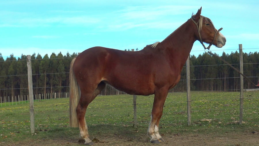Lote LUCERINA CHARRUA