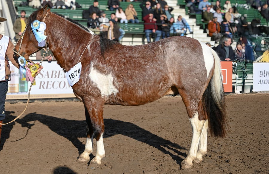 Lote MITATA BOMBO LEGUERO  -Petiso Argentino-