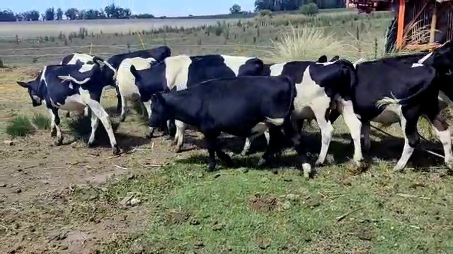 Lote 15 Terneros Holando