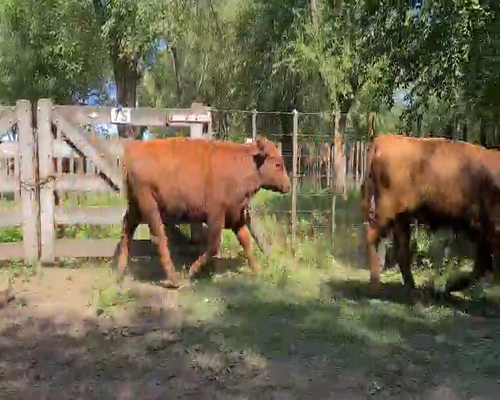 Lote 5 Novillitos en Gral. Lamadrid, Buenos Aires