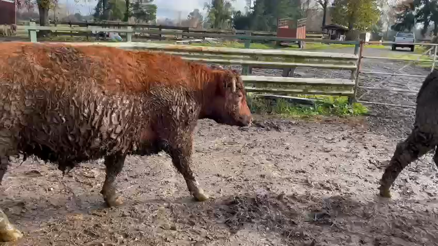 Lote 18 Novillo Gordo en Osorno, X Región Los Lagos