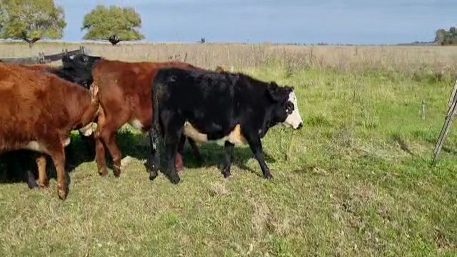 Lote 24 Novillitos en Bolívar, Buenos Aires