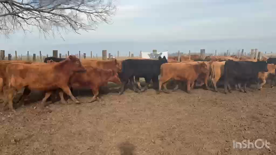 Lote 60 Terneras