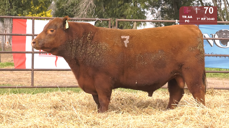 Lote TOROS ANGUS COLORADOS  PC