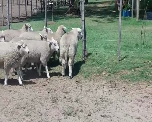 Lote (Vendido)11 Corderos TEXEL/ CARA MORA en RUTA 12