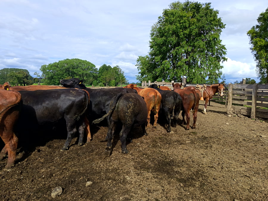 Lote 16 Novillo Gordo en Osorno, X Región Los Lagos