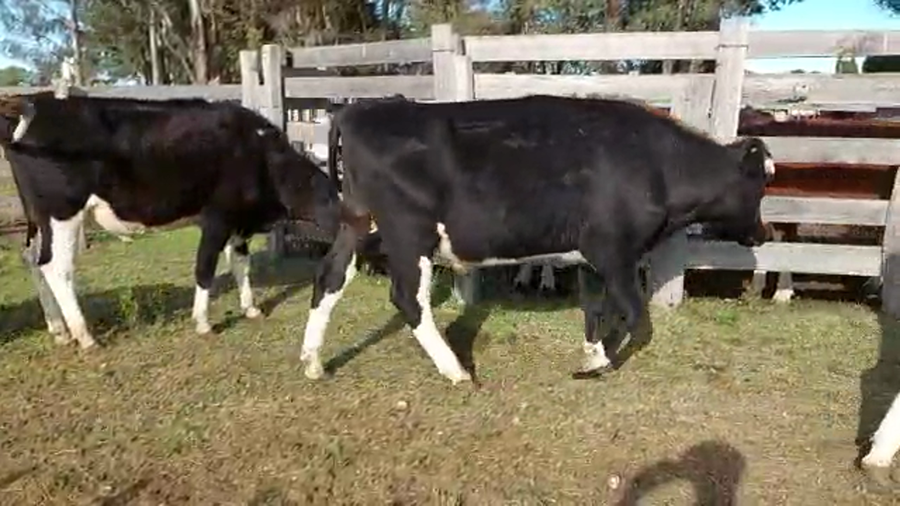 Lote 29 Novillos HOLANDO a remate en PANTALLA CAMY - SAN JOSE  1500 VACUNOS 440kg - , San José