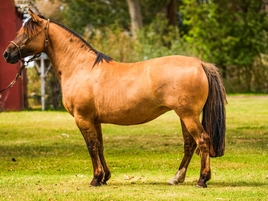 Lote SANTACRUCEÑA ALUNADA