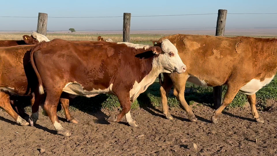Lote 11 Vacas p/ invernar