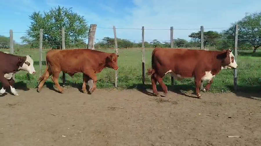Lote 75 Terneros en Corrientes, Curuzú-Cuatiá
