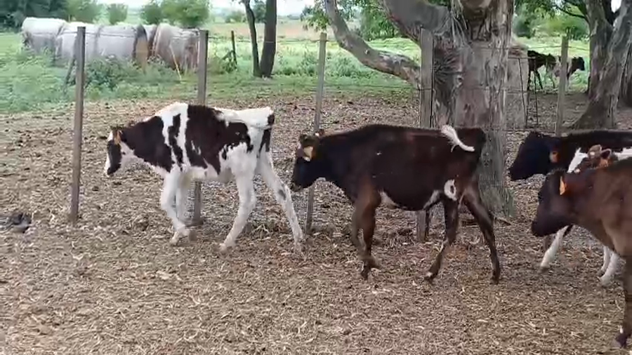 Lote (Vendido)18 Terneros Holando HOLANDO a remate en #50 Pantalla Carmelo, Colonia