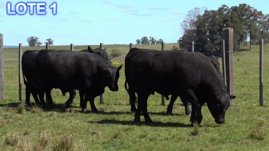 Lote Toros