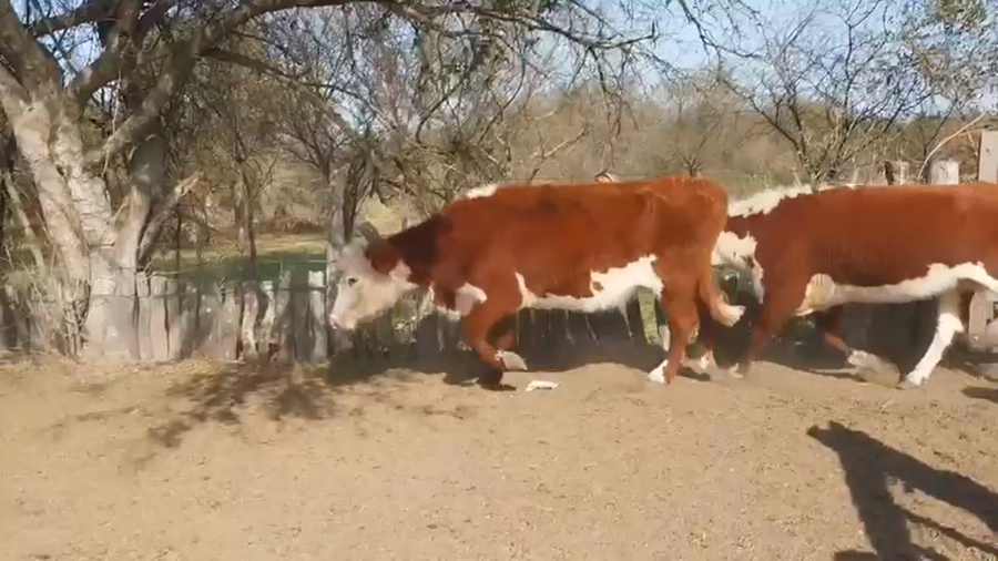Lote 50 Vacas de invernar en Entre Ríos, Villaguay