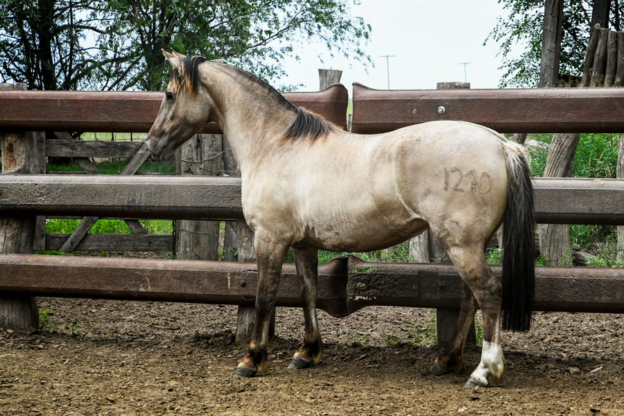Lote TINAJERA DOBLE FILO
