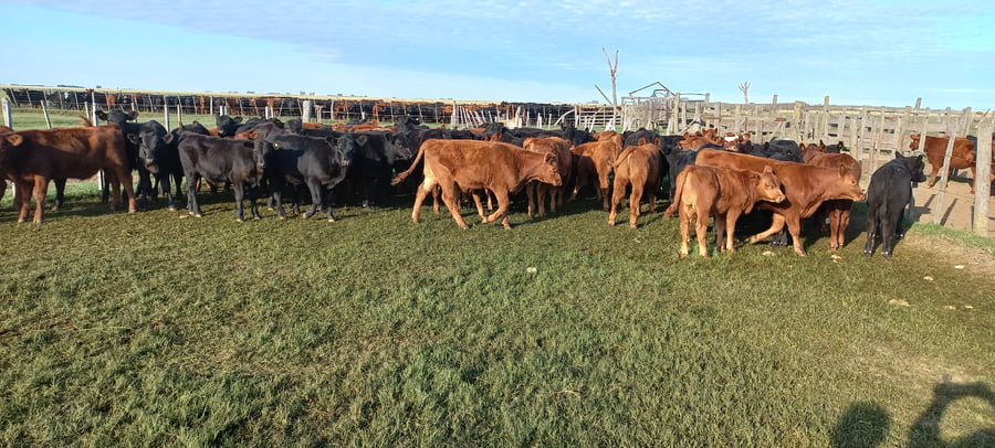 Lote 100 Terneros en Buenos Aires, Gral. Lamadrid