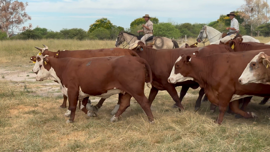 Lote 15 Vacas de invernar en Corrientes, Paso de Los Libres