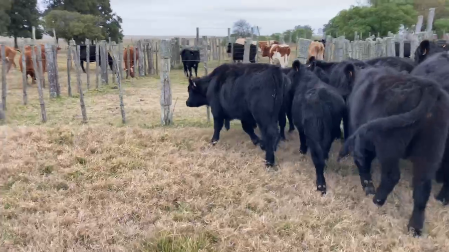 Lote 10 Terneros y Terneras en Tupambaé, Cerro Largo