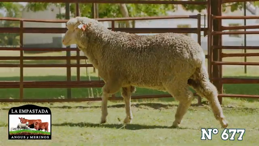 Lote Merino Australiano