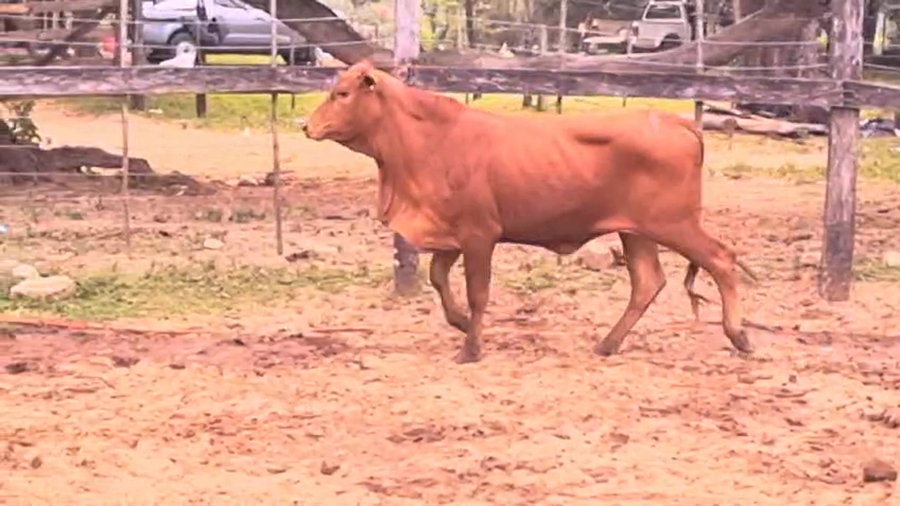 Lote Vaquillas Brangus a remate en Pantalla El Plantelaso 280kg -  en Cnel. Oviedo