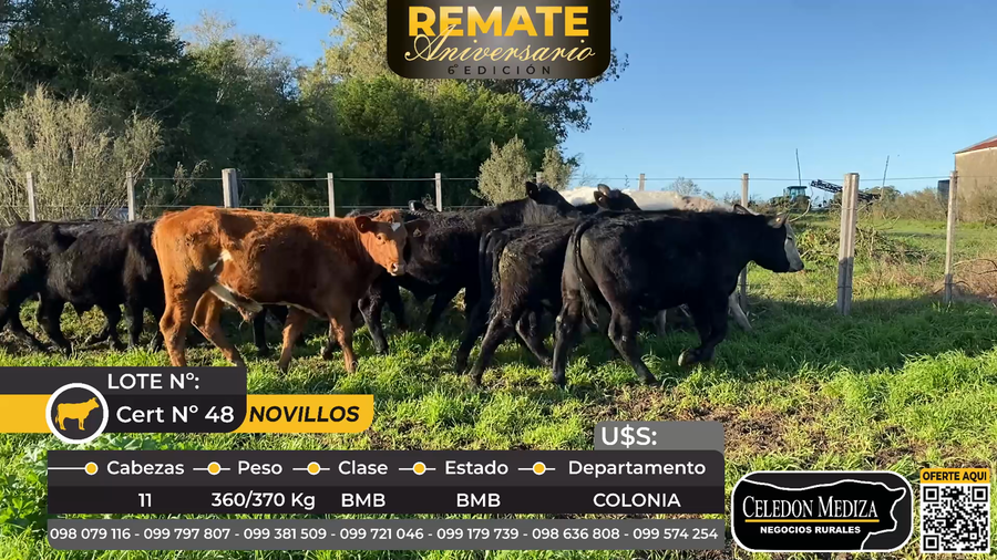 Lote 11 Novillos en Colonia