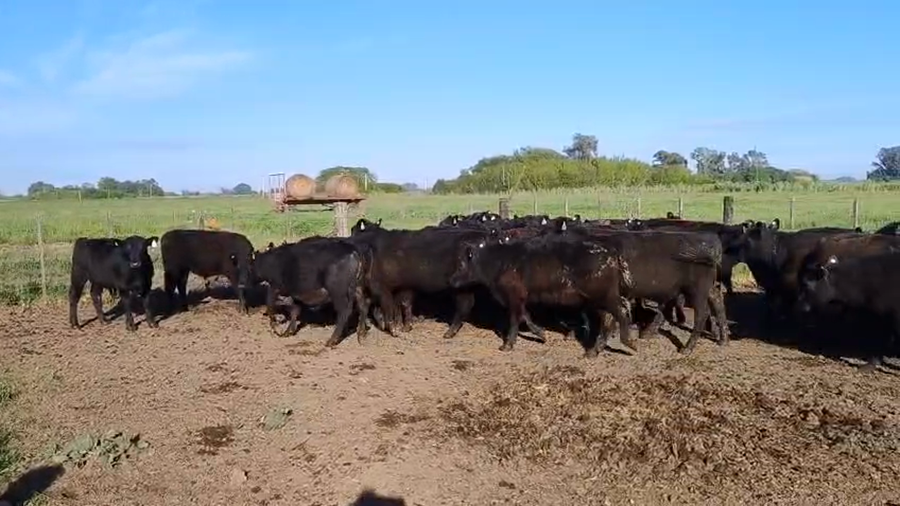 Lote 47 Novillitos